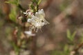 Flowers of a fragrant honeysuckle, Lonicera fragrantissima