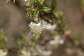 Flowers of a fragrant honeysuckle, Lonicera fragrantissima