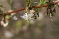 Flowers of a fragrant honeysuckle, Lonicera fragrantissima