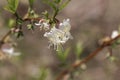 Flowers of a fragrant honeysuckle, Lonicera fragrantissima