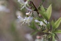 Flowers of a fragrant honeysuckle, Lonicera fragrantissima