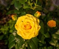 The flowers are a fragrant rose, or a tea rose (Latin Rosa odorata) with delicate beautiful yellow petals Royalty Free Stock Photo