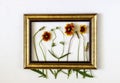 Flowers in the frame on a white background. Minimal concept. Creative Royalty Free Stock Photo