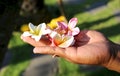 Flowers frangipani plumeria in the hand gardener from the island of bali indonesia