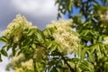 The flowers of Fraxinus ornus Royalty Free Stock Photo