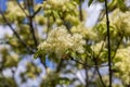 The flowers of Fraxinus ornus Royalty Free Stock Photo