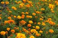 Flowers of french marigold in shades of orange