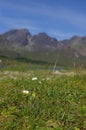 Flowers in front of cuillin Royalty Free Stock Photo