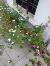 Flowers in front of a house