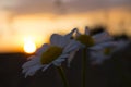 Flowers in front of the Sunset