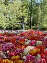 Flowers in front of a windmill in holland Royalty Free Stock Photo