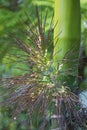 flowers and fruit of areca trees, yellow and green, Aceh