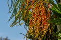 Flowers and fruit of the Chamaedorea tepejilote Liebm plant Royalty Free Stock Photo