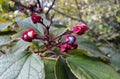 Flowers and fruit of Clerodendrum Trichotomum Harlequin Glorybower, Glorytree or Peanut Butter tree.