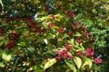 Flowers and fruit of Clerodendrum Trichotomum Harlequin Glorybower, Glorytree or Peanut Butter tree.