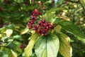 Flowers and fruit of Clerodendrum Trichotomum Harlequin Glorybower, Glorytree or Peanut Butter tree.