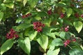Flowers and fruit of Clerodendrum Trichotomum Harlequin Glorybower, Glorytree or Peanut Butter tree.