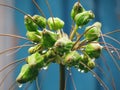 Flowers and fruit with with droplets of rain. Tacca leontopetaloides or East Indian arrow root is both herbs and used starch