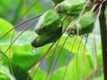 Flowers and fruit with with droplets of rain. Tacca leontopetaloides or East Indian arrow root is both herbs and used starch
