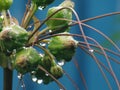 Flowers and fruit with with droplets of rain. Tacca leontopetaloides or East Indian arrow root is both herbs and used starch