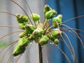 Flowers and fruit with with droplets of rain. Tacca leontopetaloides or East Indian arrow root is both herbs and used starch