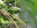 Flowers and fruit with with droplets of rain. Tacca leontopetaloides or East Indian arrow root is both herbs and used starch