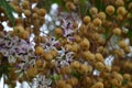 Flowers and fruit of Melia azedarach Royalty Free Stock Photo