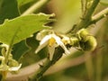 Flowers and fruit of Solanum ferox or Hairy Fruited Eggplant is