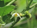 Flowers and fruit of Solanum ferox or Hairy Fruited Eggplant is