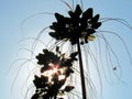 Flowers and fruit of Tacca leontopetaloides or East Indian arrow