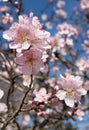 Flowers of fruit trees on a background of sky. Branches of flowering trees