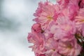 Pretty pink flowers burst into bloom, japanese flowering cherry Prunus serrulata, flowers of fruiting trees, early