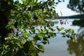 Flowers and fruits of bittersweet nightshade (Solanum dulcamara) against the lake background Royalty Free Stock Photo