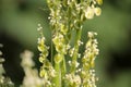 Flowers and fruits of Chinese rhubarb Rheum officinale plant Royalty Free Stock Photo