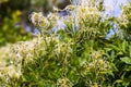 Flowers and fruits of Clematis flammula Royalty Free Stock Photo