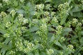 Field pennycress, Thlaspi arvense