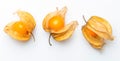 Flowers and fruits of Fisalis Physalis peruviana Royalty Free Stock Photo