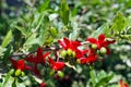 Ochna serrulata, small-leaved plane, carnival ochna, bird's eye bush, Mickey mouse plant