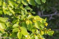 Flowers and fruits of Paliurus spina-christi