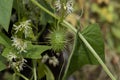 Flowers and fruits of the wild cucumber plant Royalty Free Stock Photo