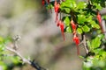 Flowers of Fuchsia-flowered Gooseberry Ribes speciosum in a garden, California Royalty Free Stock Photo