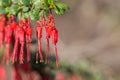 Flowers of Fuchsia-flowered Gooseberry Ribes speciosum in a garden, California Royalty Free Stock Photo