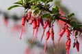 Flowers of Fuchsia-flowered Gooseberry Ribes speciosum in a garden, California