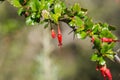 Flowers of Fuchsia-flowered Gooseberry Ribes speciosum in a garden, California Royalty Free Stock Photo