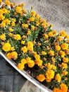 Bright yellow chrysanthemums photographed outdoors