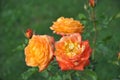 Roses (Diff. types and colors of Roses) in Nishat Garden, SriNagar, India. Royalty Free Stock Photo