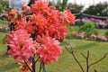 Roses (Diff. types and colors of Roses) in Nishat Garden, SriNagar, India. Royalty Free Stock Photo