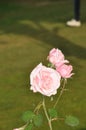 Roses (Diff. types and colors of Roses) in Nishat Garden, SriNagar, India. Royalty Free Stock Photo