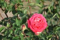 Roses (Diff. types and colors of Roses) in Nishat Garden, SriNagar, India. Royalty Free Stock Photo