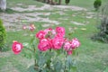 Roses (Diff. types and colors of Roses) in Nishat Garden, SriNagar, India. Royalty Free Stock Photo